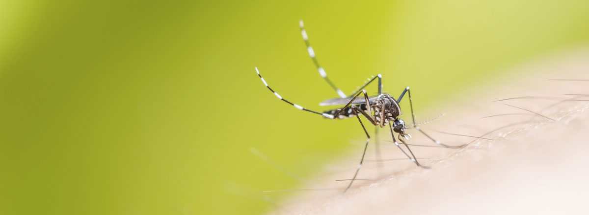 main_mosquitoes-banner